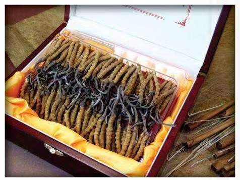 叠彩冬虫夏草回收